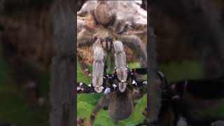 Male tarantulas risk it all for love.