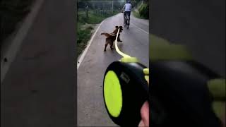 Штритрейссс (скейт с Кету) #dogwalkinglife  #doggystyle