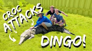 Dingo Takes Over Primitive Predators!