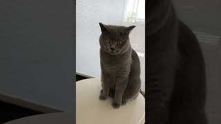 May I poke you British Shorthair? "Please go away"