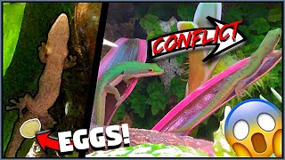 FIGHTS, EGGS, AND UPDATES - Lined Day Gecko Updates July 2019