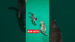 KOK GITU #shorts #kucing #kucinglucu #kucingimut #kucingkampung #kucingpintar #cats #istanalokajaya