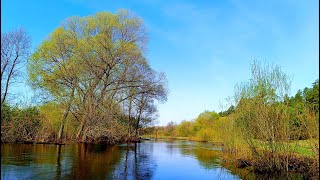 Relax with Forest Birdsong Nature Sounds for a Peaceful Night's Sleep