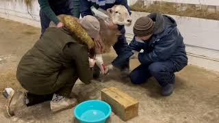 Изготовление протеза для барана-производителя катумской породы по кличке Пират.