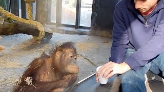 Monkey Reacts to a Magic Trick