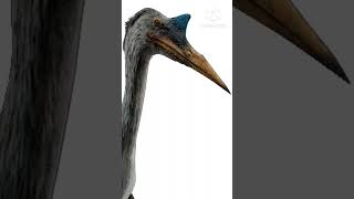 JW Quetzalcoatlus squawk