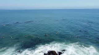 Malibu surfers