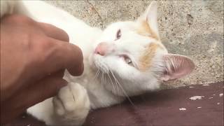 Don't meow or purr at me. Cutest cat video on youtube.