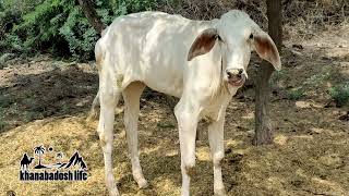 Haryana Cow