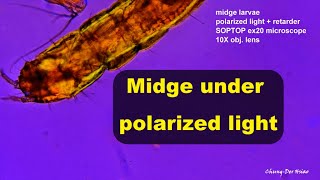 Midge larvae under polarized light