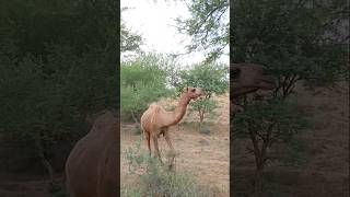 Camel eating leaves #ytshorts #camel #animals #shorts #camelinthedesert #camellove #camelfarm