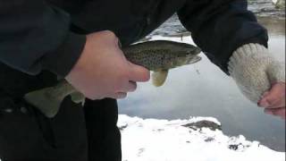 Weber River Brown #1