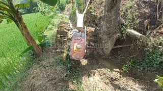 traktor sawah pindah lahan tersangkut pohon RODANYA !!!