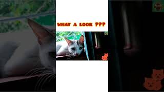 CUTE and FUNNY CAT😺😸VIDEOS COMPILATION #animals#video