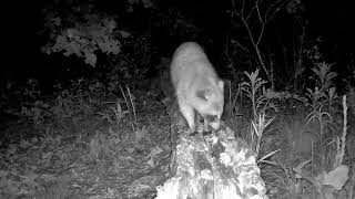 🦊This raccoon is a survivor! Looks closely at this face. #trailcam #backyard #raccoon #wildlife