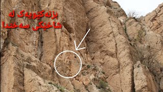 گیرخواردنی بزنە کێویەک لەشاخێکی سەختدا  Ibex climbs rock face