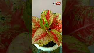 Aglaonema menor