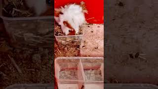 Cute Guinea pigs eating #cute #pets #animals #wildlife #guineapig #hamster #exotic #beautiful #cool