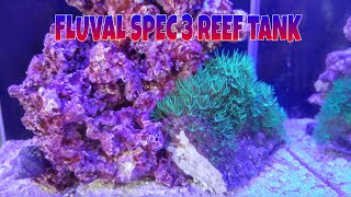 How to setup a Fluval SPEC 3 Reef tank, GSP spreading