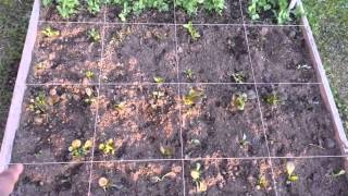 Garden Update 5-19-14