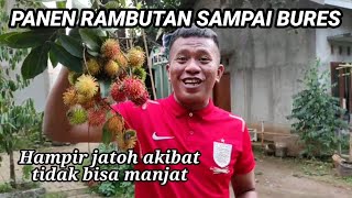 HAMPIR JATUH GARA-GARA PETIK INI!! PANEN BUAH RAMBUTAN LANGSUNG DARI POHONNYA, BISA PETIK SEPUASNYA