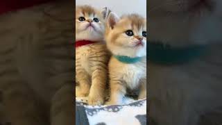 Cute cat #youtubeshorts #cats #cat #cutecats #pets