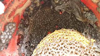 Stingless honey bee colony | Dammer bees | Melipona bees | Cherutheen Eecha colony