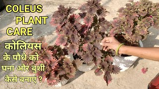 Coleus plant care tips | कोलियस के पौधे की देखभाल कैसे करे |