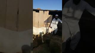 QASMI GOAT FARAM SINDHIPURA PIPAR CITY JODHPUR