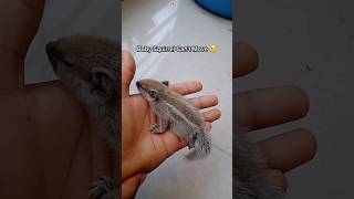 Baby Squirrel Unable To Walk #shorts