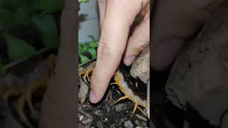 Petting a centipede gone wrong #centipede #creepycrawlies #pets