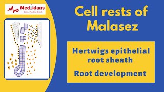 Cell rests of Malasez l Hertwigs epithelial root sheath l Tooth root development l Mediklaas