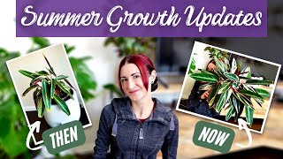 AMAZING Summer Houseplant Growth Update | 10 Houseplants Then vs Now | Houseplants Show and Tell