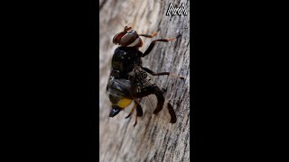 AwA Critter Clip: Signal Fly Grooming her Wings with her Legs #Shorts