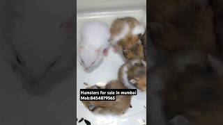 hamsters for sale in Mumbai mob:8454879565 #happy #hamsters #syrianhamster #cute