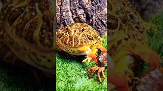 Frog 🐸 and crab 🦀funny fight 😂 #shortvideo #youtubeshorts