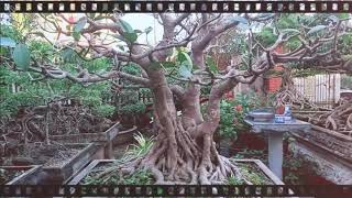 Bonsai banyan tree has very beautiful angle set - cây đa bonsai cổ thủ có bộ rể cực đẹp