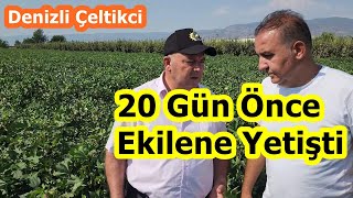 Pamukta Hangi Yaprak Gübresi ile 20 Günlük Geç Ekim Farkını Kapatırsınız - Denizli Çeltikçi