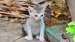 A new abandoned kitten just to see in the pagoda