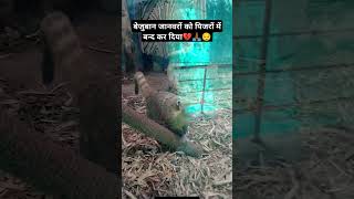 छोटे जानवरो को पिंजरों में बन्द करा #animals #zoo #youtubeshorts #trending #viral #shorts