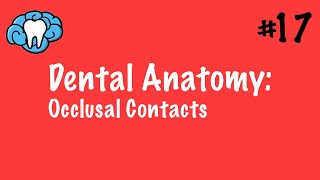 Dental Anatomy | Occlusal Contacts | INBDE