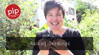 How to Grow Seedlings from Scratch