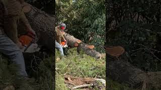 Unswedging a stuck pine