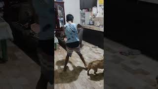 our American bully playing basketball with bro #americanbully #dog #basketball #082024