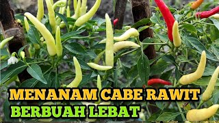 Menanam cabe agar berbuah lebat, bebas hama dan bebas penyakit