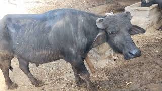 most powerful kundhi buffalo information