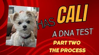 My Dog Cali Gets A DNA Test - Part Two The Process