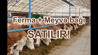 Ferma + Meyvə bağı SATILIR! Xaçmaz rayonunda. Müxtəlif meyvə ağacları var. WHATSAPP 050 970 99 96