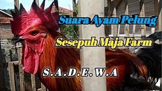 SUARA AYAM PELUNG | S.A.D.E.W.A | PACEKAN USIA 3 TAHUN