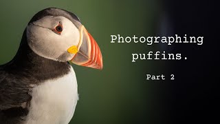 Photographing puffins, part 2.